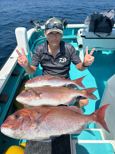 マダイの釣果