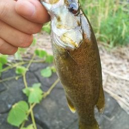 スモールマウスバス