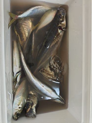 シロギスの釣果