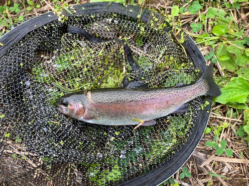 ニジマスの釣果