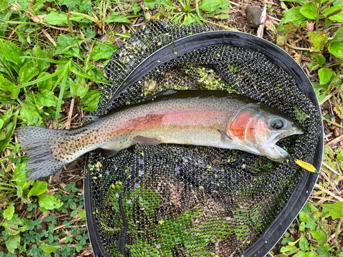 ニジマスの釣果