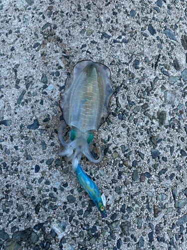 アオリイカの釣果