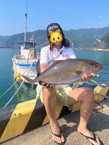 カンパチの釣果