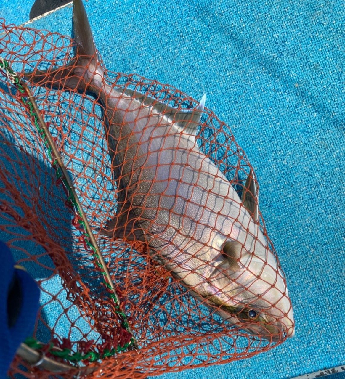 はな🌸さんの釣果 2枚目の画像