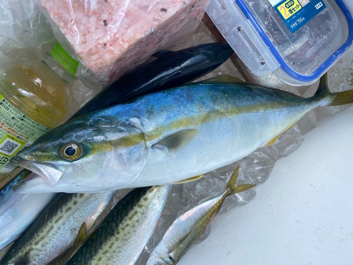 はな🌸さんの釣果 3枚目の画像