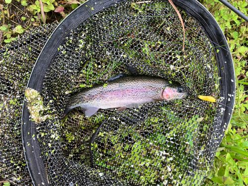 ニジマスの釣果