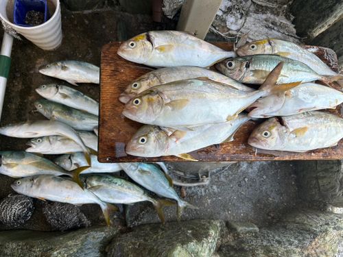 ショゴの釣果