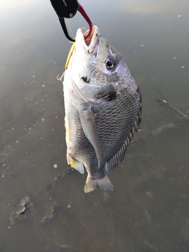 キビレの釣果