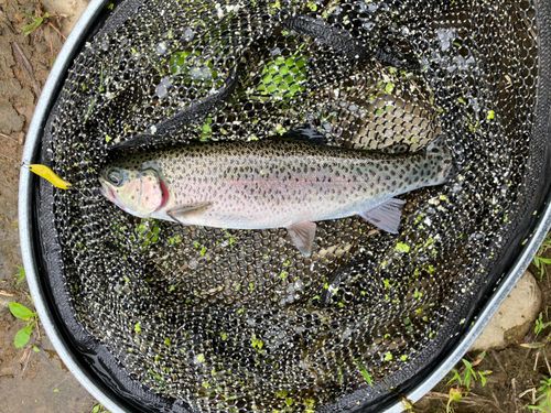 ニジマスの釣果