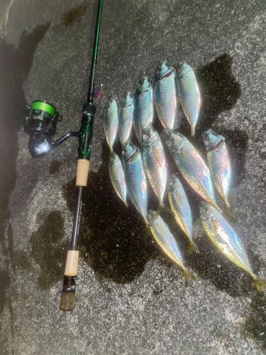 アジの釣果
