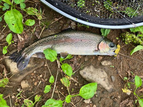 ニジマスの釣果