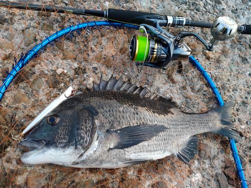 クロダイの釣果