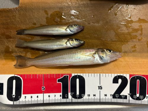 シロギスの釣果