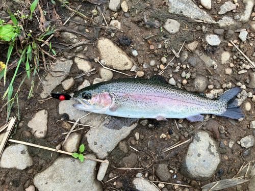 ニジマスの釣果