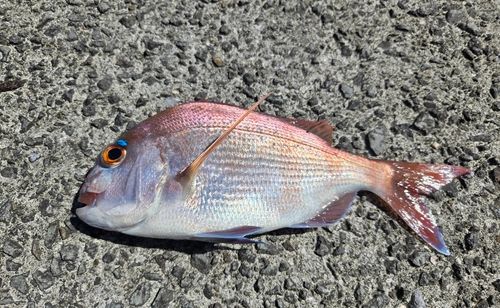 タイの釣果