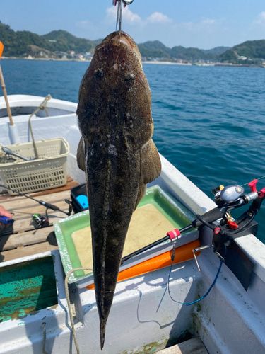 マゴチの釣果