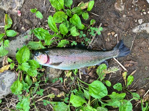 ぴっぷの釣り堀