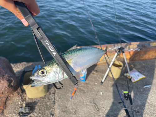 サバの釣果