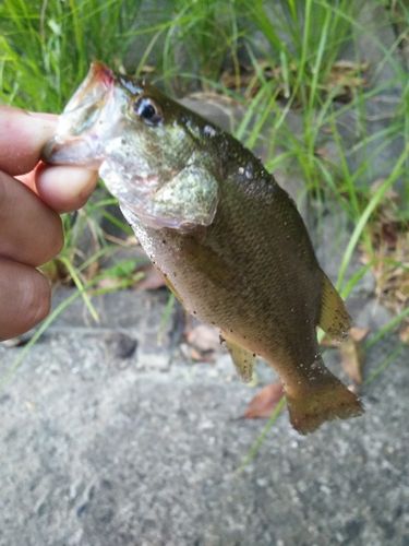 ラージマウスバスの釣果