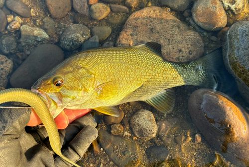 スモールマウスバスの釣果