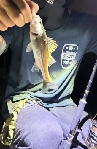 フッコ（マルスズキ）の釣果