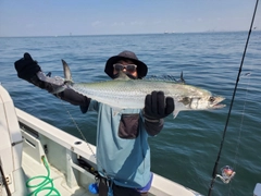 サワラの釣果