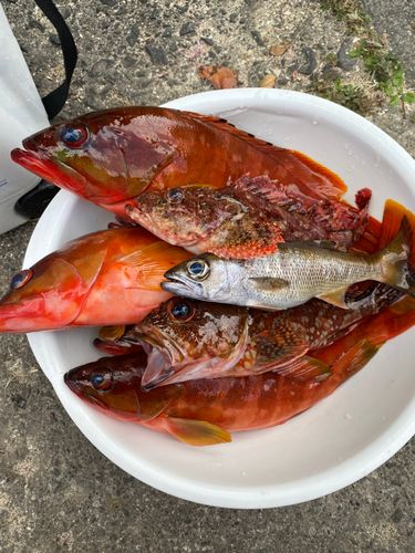 アカハタの釣果