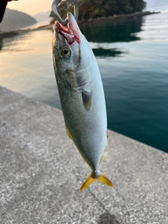 ハマチの釣果