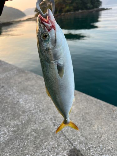 ハマチの釣果