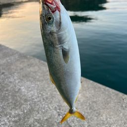 ハマチ