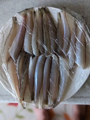 シロギスの釣果