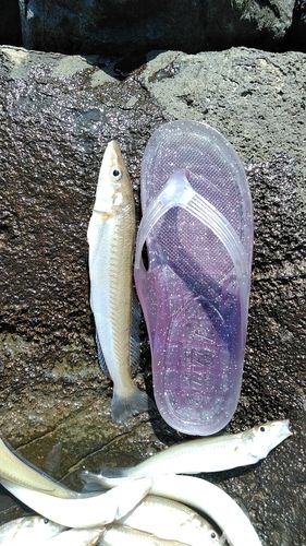 シロギスの釣果