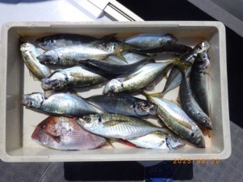アジの釣果