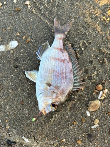 アナハゼの釣果
