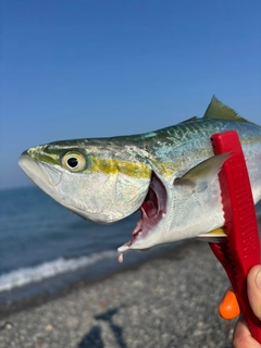 イナダの釣果