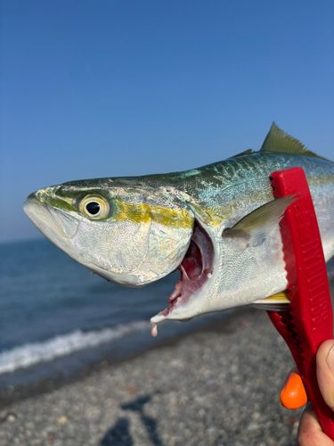 イナダの釣果
