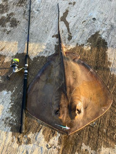 アカエイの釣果