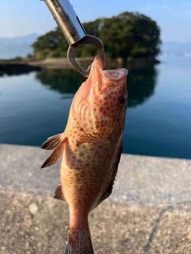 オオモンハタの釣果