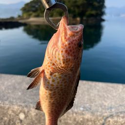 オオモンハタ
