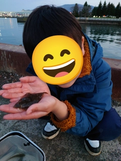 クロガレイの釣果