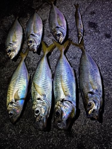 アジの釣果
