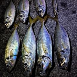アジ