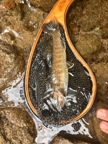 イワナの釣果