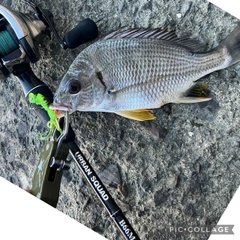 キビレの釣果