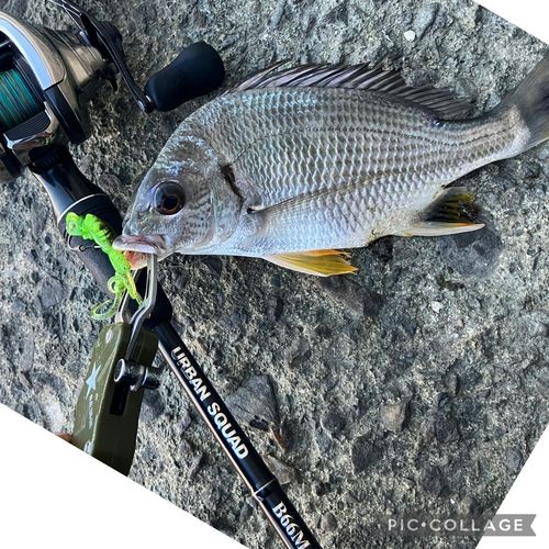 キビレの釣果