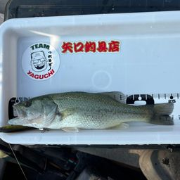 ラージマウスバス