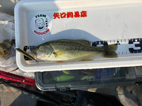 ラージマウスバスの釣果