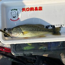 ラージマウスバス