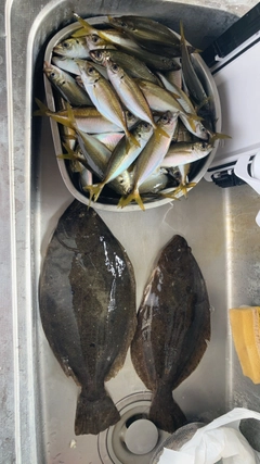 ヒラメの釣果