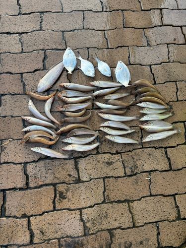 シロギスの釣果